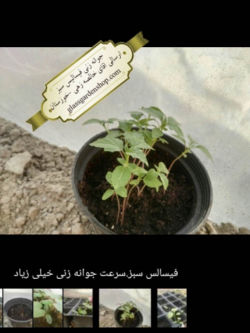 جوانه زنی بذر فیسالیس سبز گلس گاردن