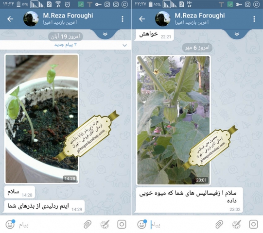 جوانه زنی بذر پاپایا ردلیدی گلس گاردن