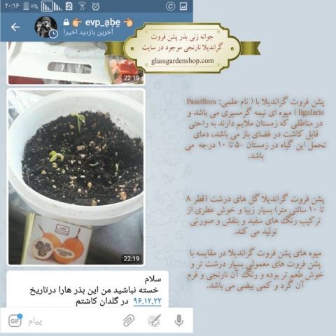 جوانه زنی بذر پشن فروت گراندیلا نارنجی - گلس گاردن