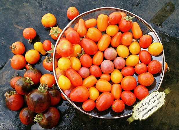 محصول دهی بذر انواع گوجه چری گلس گاردن شاپ