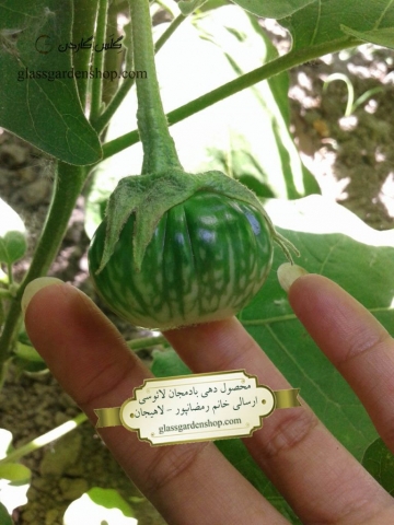 محصول دهی بذر بادمجان آبلونگ یا لائوسی-گلس گاردن