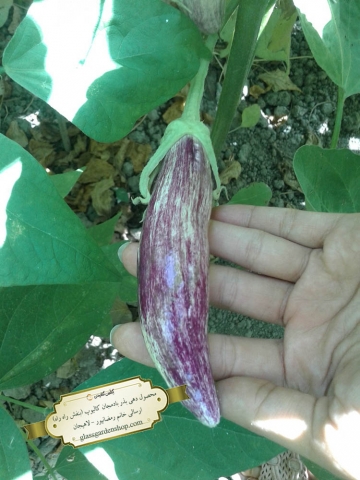 محصول دهی بذر بادمجان بنفش راه راه کالیوپ-گلس گاردن
