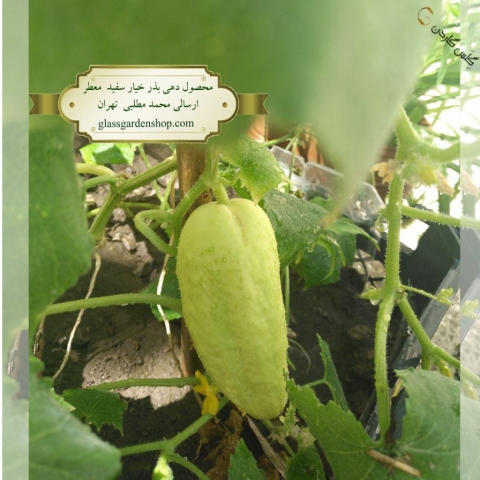 نمونه محصول دهی بذر خیار سفید خاردار معطر -گلس گاردن