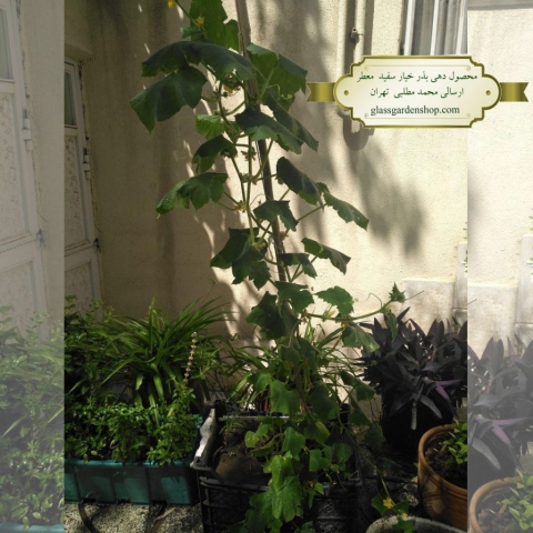 نمونه محصول دهی بذر خیار سفید خاردار معطر -گلس گاردن