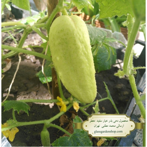 نمونه محصول دهی بذر خیار سفید خاردار معطر -گلس گاردن