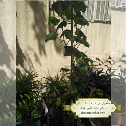 نمونه محصول دهی بذر خیار سفید خاردار معطر -گلس گاردن
