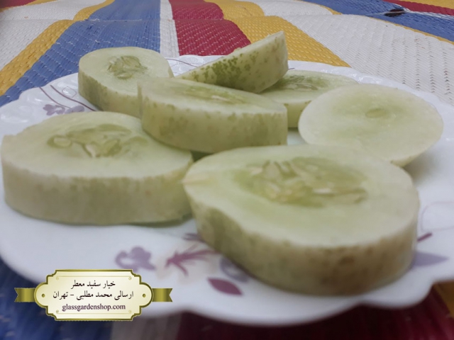 محصول دهی بذر خیار سفید معطر گلس گاردن