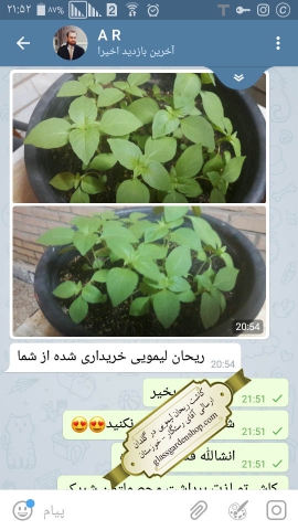 محصول دهی بذر ریحان لیمویی در گلدان از بذرهای گلس گاردن