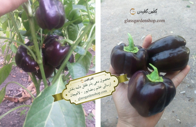 محصول دهی بذر فلفل دلمه بنفش یا مشکی بسیار زیبا-گلس گاردن
