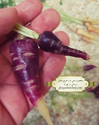 محصول دهی بذر هویج بنفش - گلس گاردن