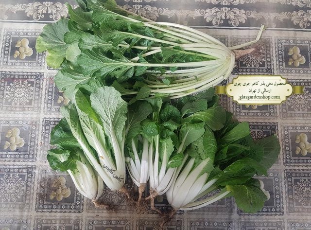 محصول دهی بذر کاهو جوی چوی - گلس گاردن ۲