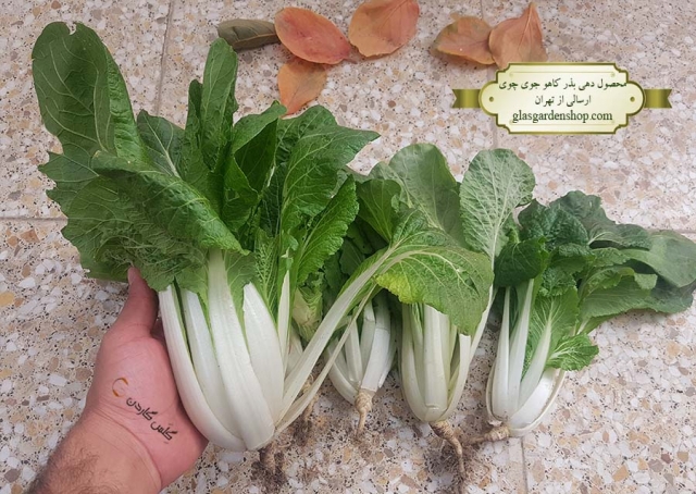 محصول دهی بذر کاهو جوی چوی - گلس گاردن