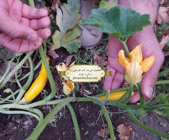 محصول دهی بذر کدو خورشتی زرد - گلس گاردن