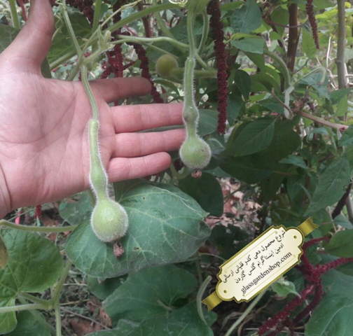محصول دهی بذر کدو قلیانی گلس گاردن