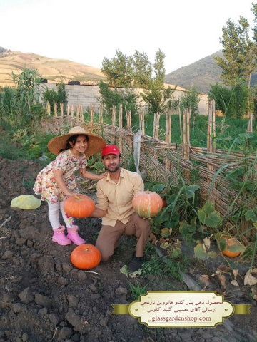 محصول دهی بذر کدو هالوین نارنجی- ارسالی آقای حسینی -گنبد کاووس -گلس گاردن