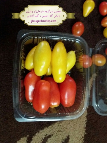 محصول دهی بذر گوجه سان مارزانو، گوجه گلابی زرد، گوجه موزی زرد - ارسالی آقای حسینی - گنبد کاووس - گلس گاردن