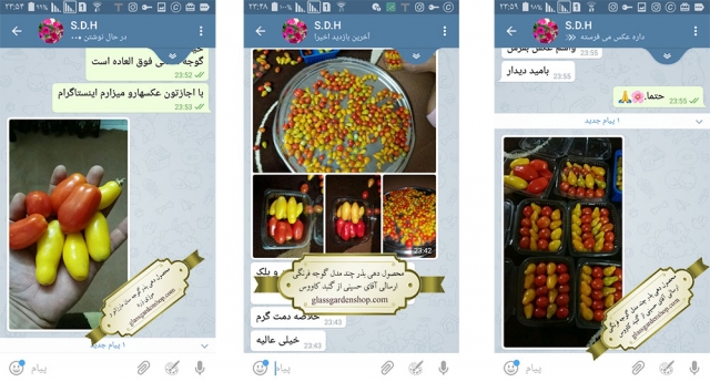 محصول دهی بذر گوجه سان مارزانو، گوجه گلابی زرد، گوجه موزی زرد - ارسالی آقای حسینی - گنبد کاووس - گلس گاردن