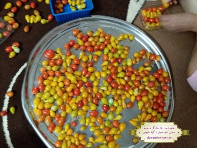 محصول دهی بذر  گوجه گلابی زردگوجه گیلاسی و زیتونی قرمز - ارسالی آقای حسینی - گنبد کاووس - گلس گاردن