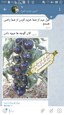 محصول دهی عالی بذر گوجه مشکی ایندیگو رز از بذرهای سایت گلس گاردن شاپ