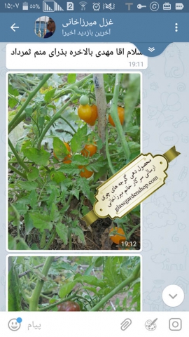 محصول دهی بذر گوجه های چری گلس گاردن