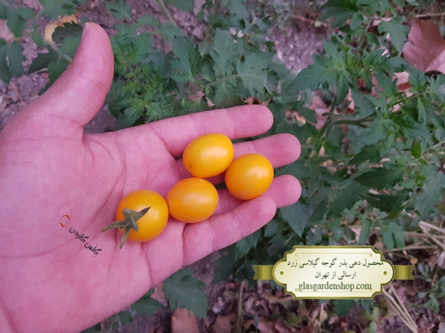 محصول دهی بذر گوجه گیلاسی زرد  گلس گاردن