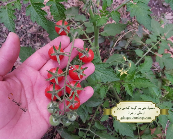 محصول دهی بذر گوجه گیلاسی قرمز خوشه ای - گلس گاردن