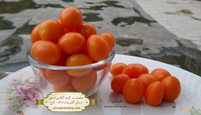 محصول دهی بذر گوجه گیلاسی نارنجی- ارسالی آقای پیمان اداک - کرج- گلس گاردن