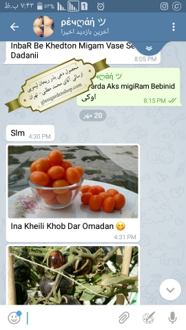 محصول دهی بذر گوجه گیلاسی نارنجی- ارسالی آقای پیمان اداک - کرج - گلس گارن
