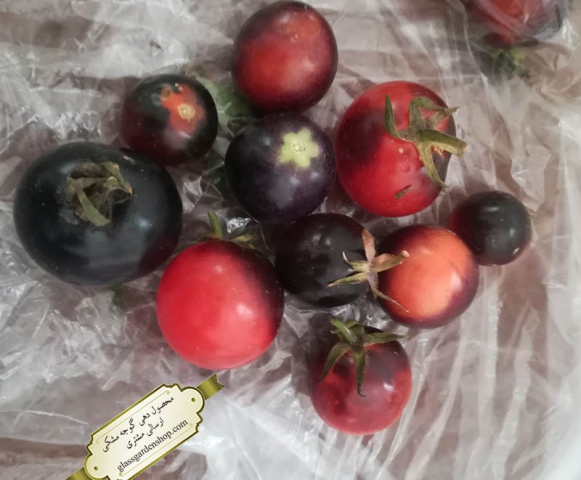 محصول دهی گوجه مشکی گلس گاردن