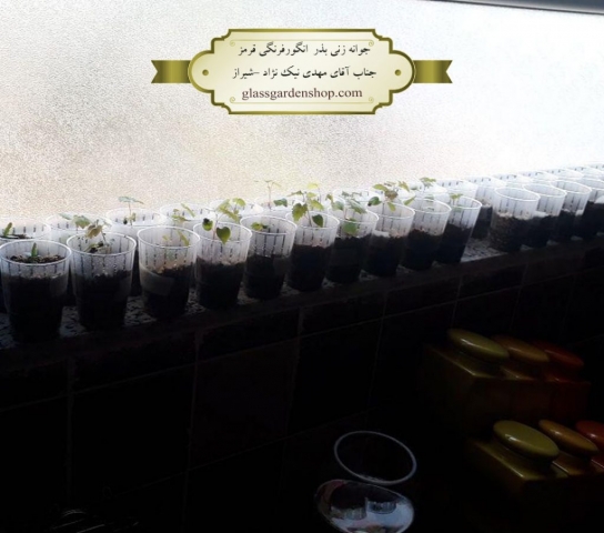 تصاویر جوانه زنی بذر انگورفرنگی (ردکارنت) -گلس گاردن
