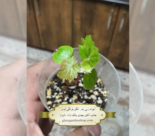 تصاویر جوانه زنی بذر انگورفرنگی (ردکارنت) -گلس گاردن