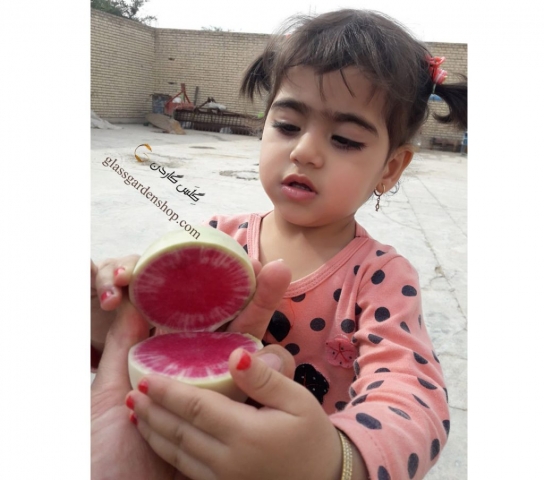 نمونه محصول دهی تربچه گوشت قرمز (تو سرخ)- گلس گاردن