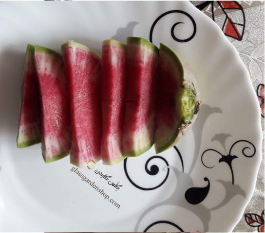 نمونه محصول دهی تربچه گوشت قرمز (تو سرخ)- گلس گاردن