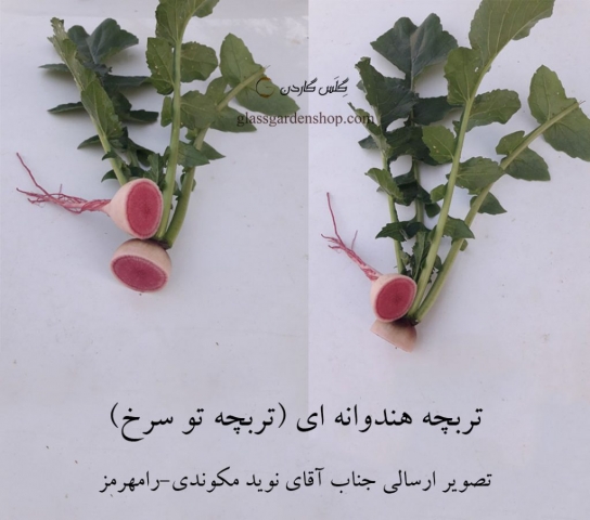 نمونه محصول دهی تربچه گوشت قرمز (تو سرخ)- گلس گاردن