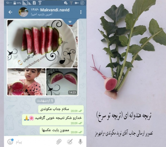 نمونه محصول دهی تربچه گوشت قرمز (تو سرخ)- گلس گاردن