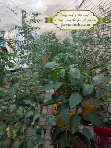 کاشت صیفی جات در گلدان -آقای امیربابک انصاری-کرمان-گلس گاردن
