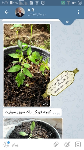 گوجه بلک سوپر سوئیت در گلدان گلس گاردن