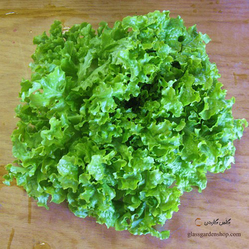 بذر کاهو سالادی بول سبز - سالادبول - Green Salad bowl Lettuce (5)