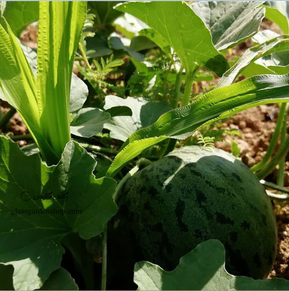 بذر ملون تیل مگسی سبز - خربزه مِگَسی یا تیل مشهدی - Till Melon - گلس گاردن (۲)