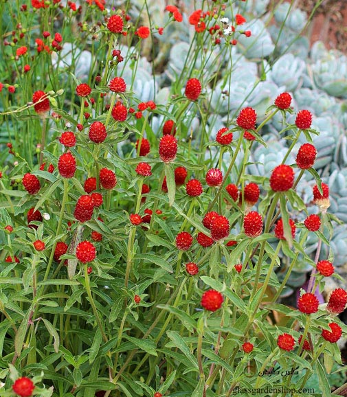 بذر گل تکمه ای قرمز Red Gomphrena - گلس گاردن (۲)