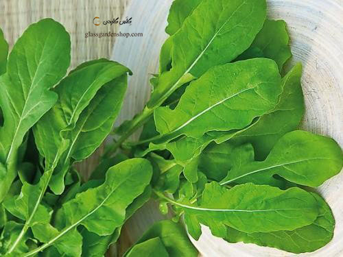 بذر راکولا باغی یا راکولا سالادی (Rocola da orto) یا آروگولا - فروشگاه گلس گاردن (۸)