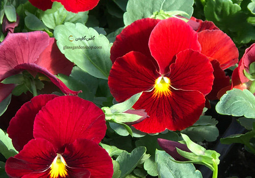 بذر گل بنفشه قرمز خالدار بنفشه دورگه (viola pansy red) - گلس گاردن (۶)