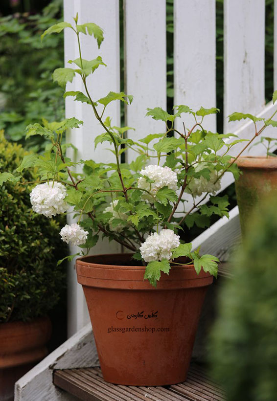 بذر گلدر رز یا گیلا بری (Guelder Rose Berries)- گلس گاردن (۵۰)